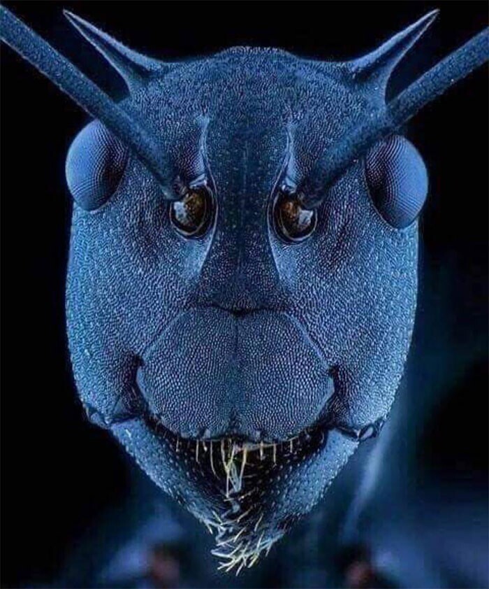 Лицо муравья под электронным микроскопом