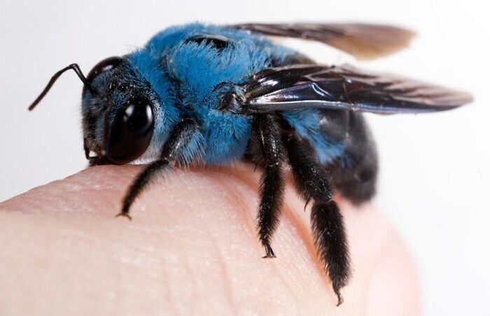 Синие пчелы существуют!