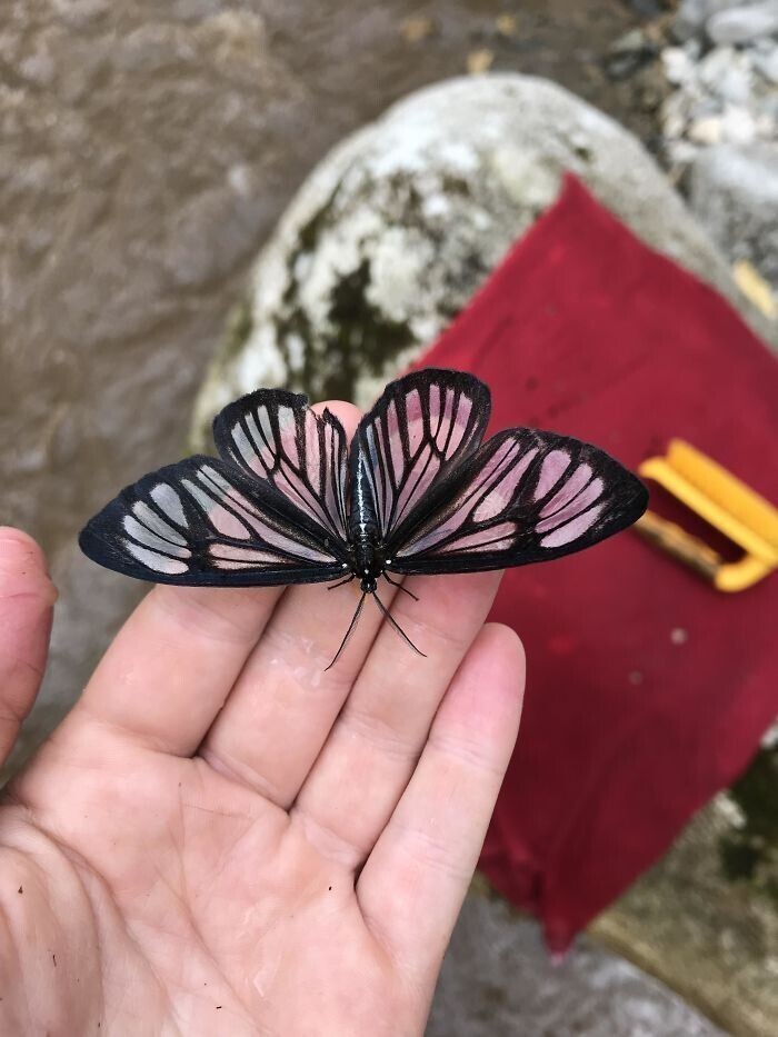 Прозрачная бабочка живет в амазонских джунглях