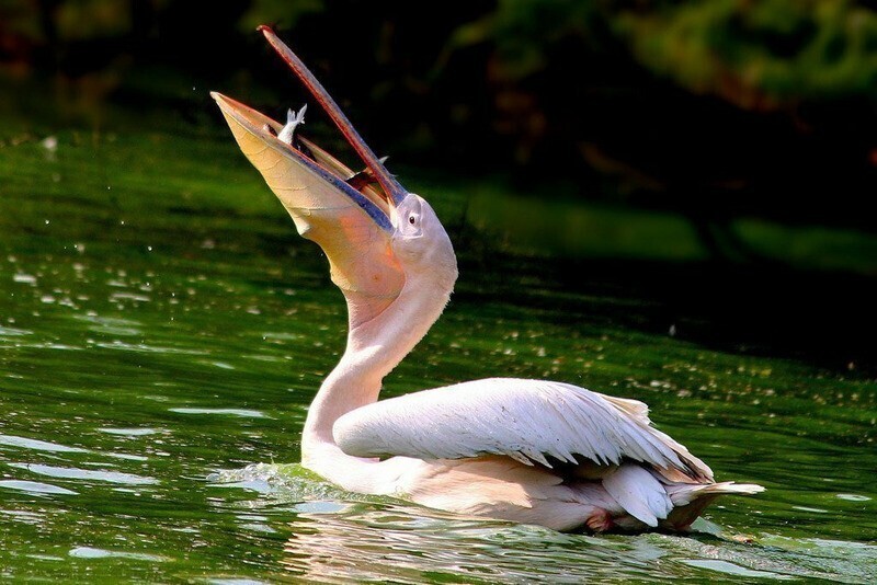 Розовый пеликан, хозяин воды и неба
