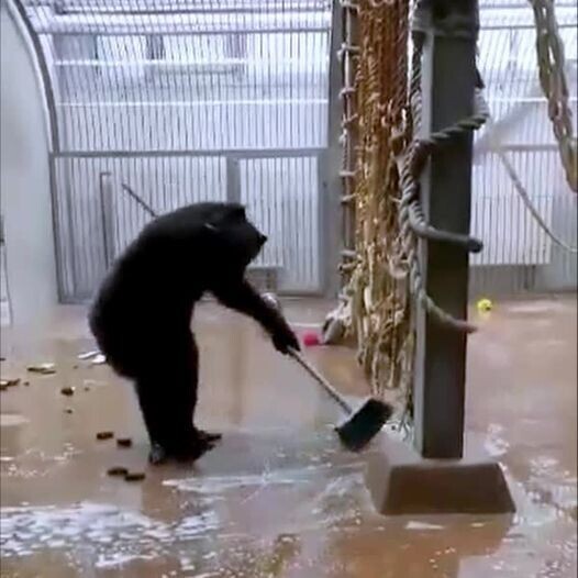 В эстонском зоопарке шимпанзе сам убрал вольер и помыл окна 