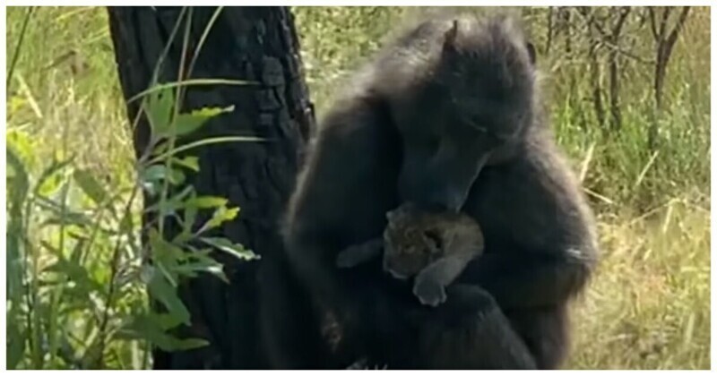 В ЮАР сняли на видео бабуина, укравшего детёныша у леопарда