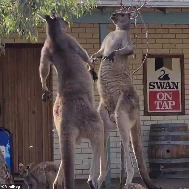 Это Австралия: эпичная драка кенгуру возле паба