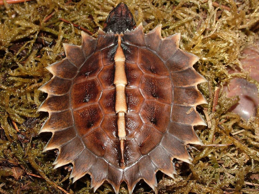 Колючая черепаха - ходячий ниндзя с острыми лезвиями по бокам