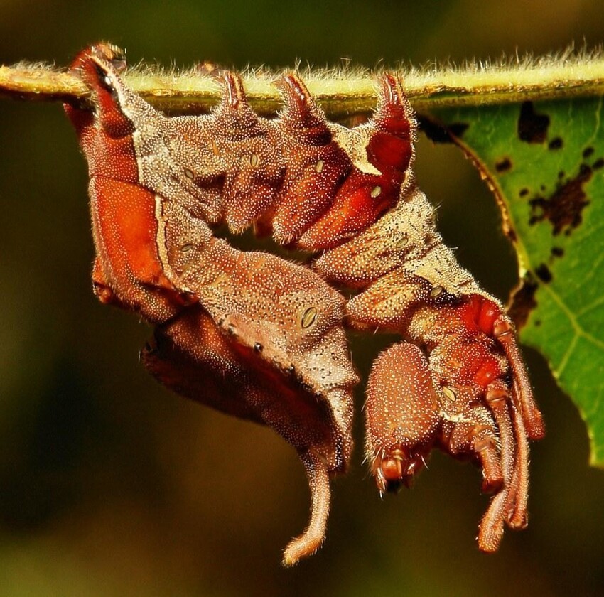 Буковый вилохвост: гусеница которая выглядит максимально страшно