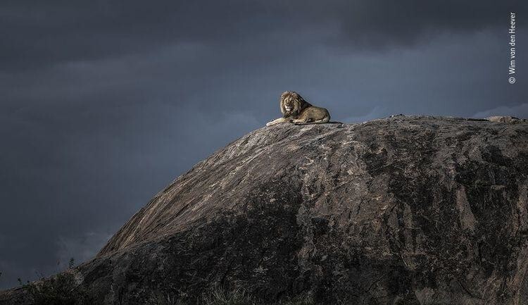 «Король лев», Вим ван ден Хивер, Южная Африка