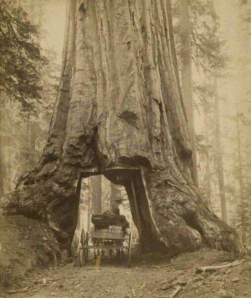 Повозка проходит через дыру, вырезанную в огромной секвойи, Калифорния, 1879г.