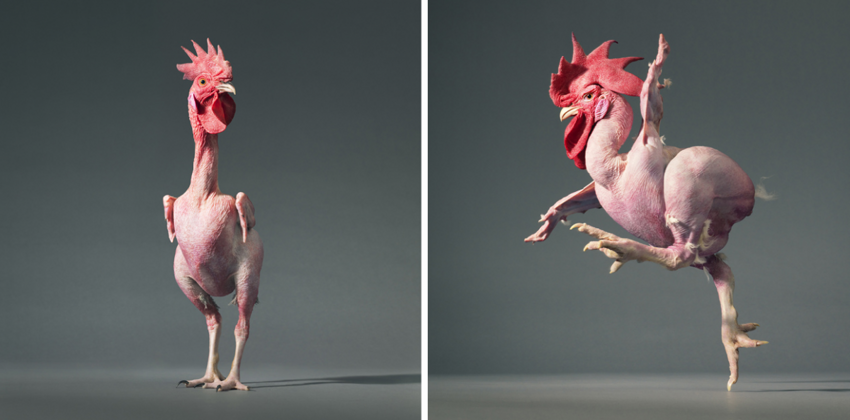 Израильская лысая курица: 34 года безумной селекции и вот результат — голенькие курочки
