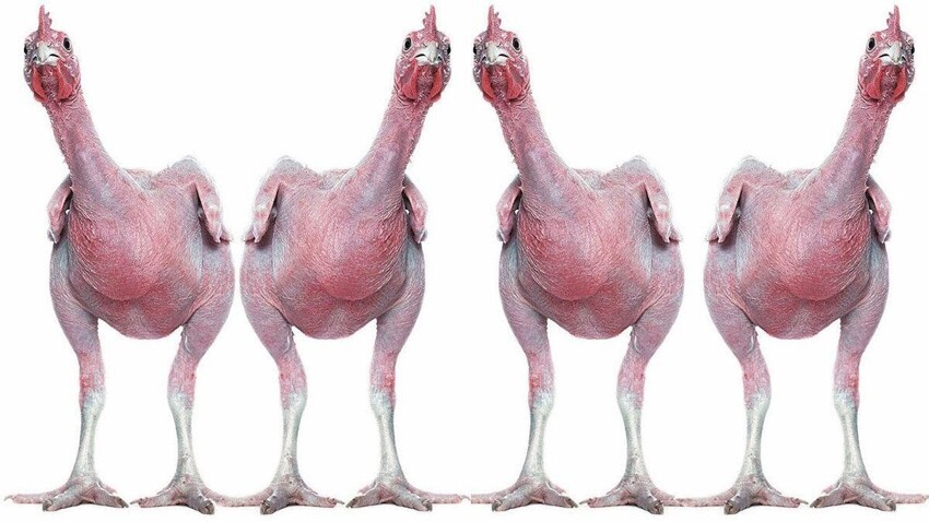Израильская лысая курица: 34 года безумной селекции и вот результат — голенькие курочки