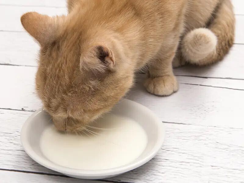8. Кошкам, как правило, нравится сладость молока, но вы не должны их им баловать