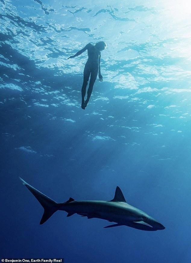 Бельгийская модель Playboy снялась обнажённой с акулами-людоедами
