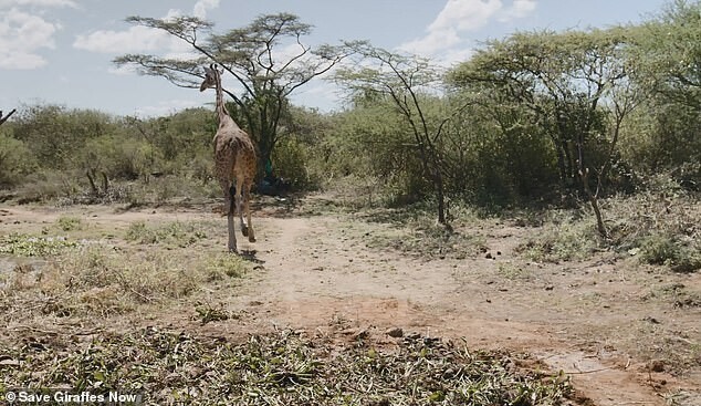 В Кении спасли жирафа, который застрял на затопленном острове