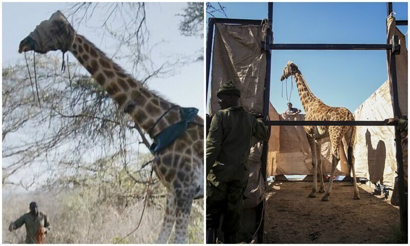 В Кении спасли жирафа, который застрял на затопленном острове