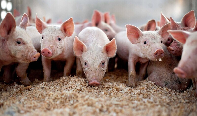 Россия, впервые за 30 лет, проживет без импортной свинины