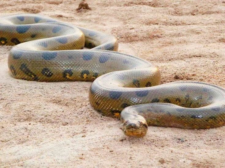 Самые большие змеи в мире  
