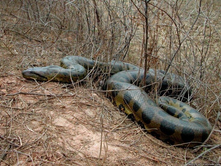 Самые большие змеи в мире  