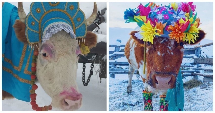 В Якутии провели конкурс красоты среди коров