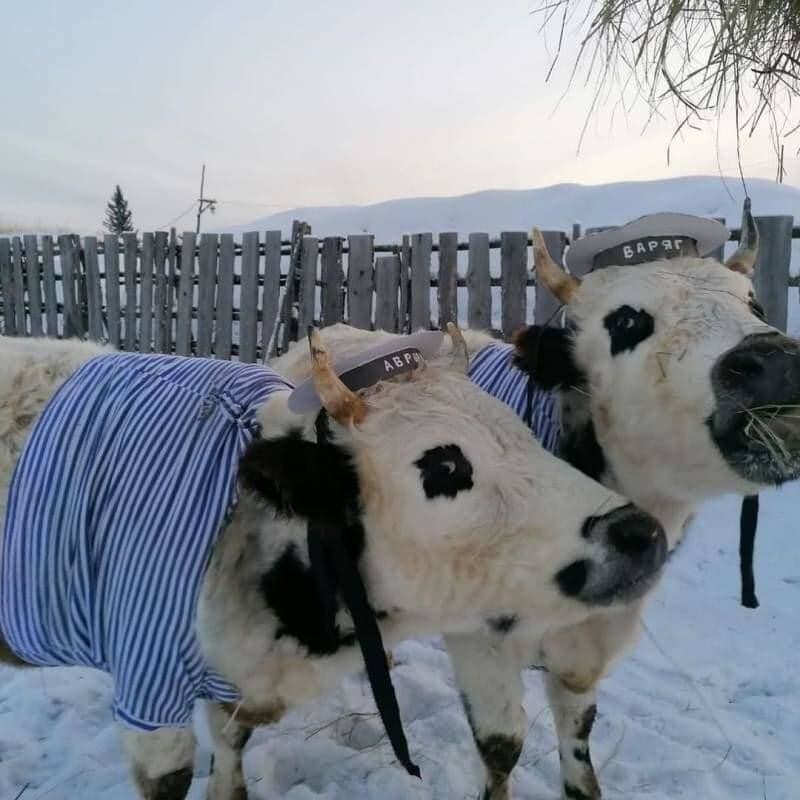 В Якутии провели конкурс красоты среди коров