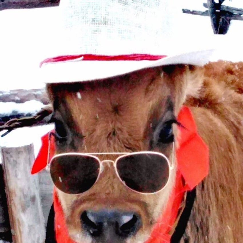 В Якутии провели конкурс красоты среди коров