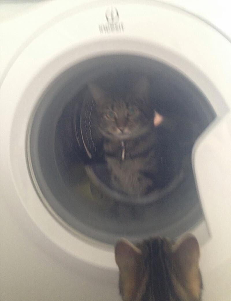 Кот закрыл кошку в стиральной машине