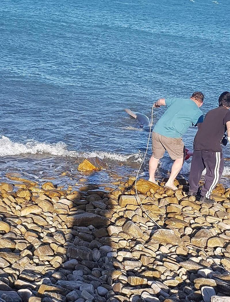 На пляже в Австралии были обнаружены десятки мёртвых акул