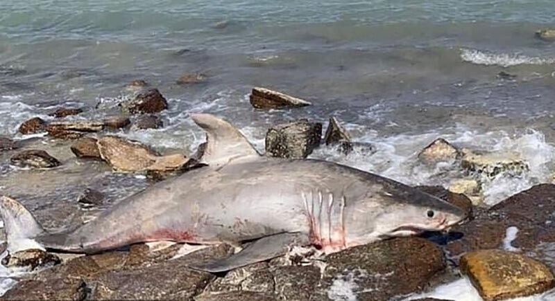 На пляже в Австралии были обнаружены десятки мёртвых акул