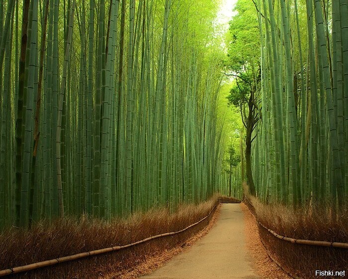 Бамбуковый лес, город Киото, Япония