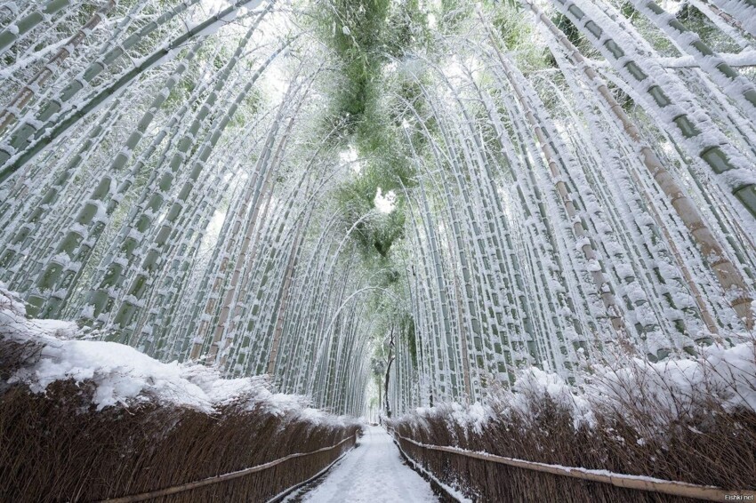 Бамбуковый лес, город Киото, Япония