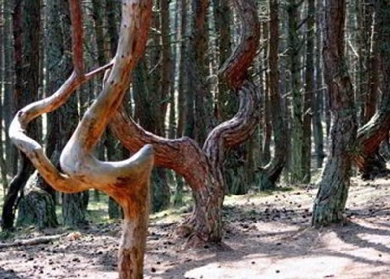 Неразгаданная загадка природы: деревья, которые закручиваются в спираль