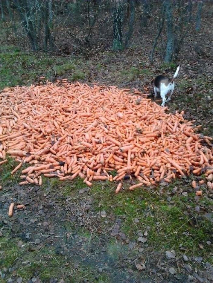 А морковь нужна?
