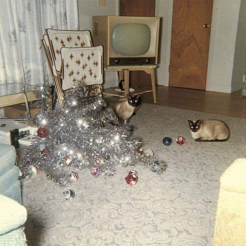 Сколько лет бы не прошло, кошки всё также играют с ёлками, фото 1959 года