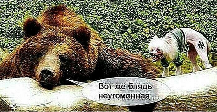 О политике и не только