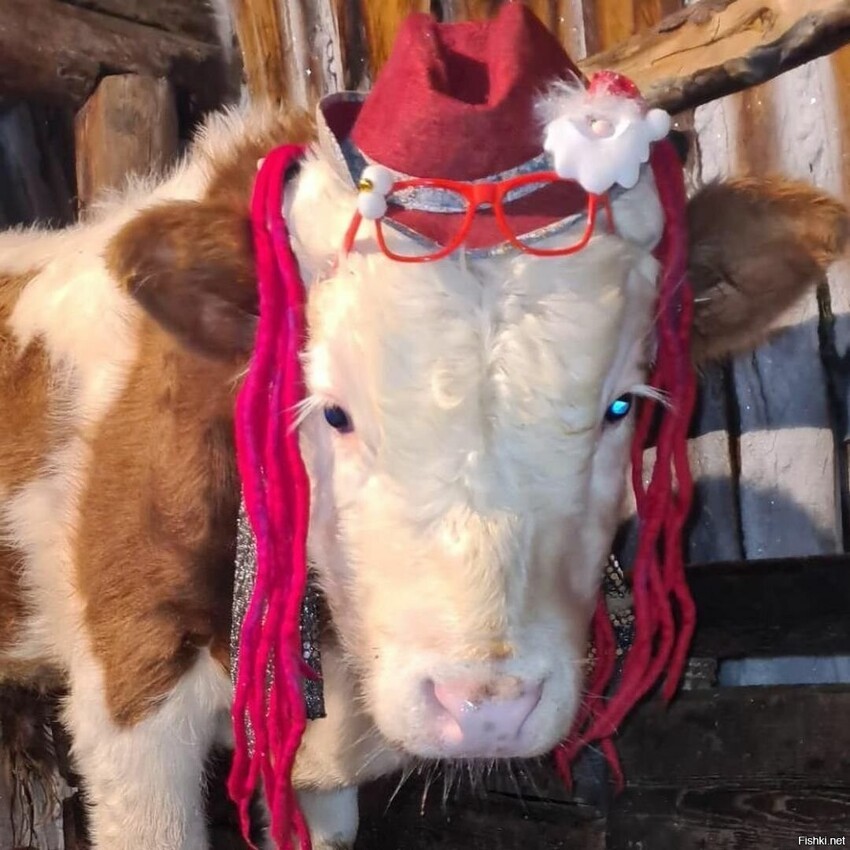 Знаете, что в Якутии недавно прошел конкурс красоты среди коров