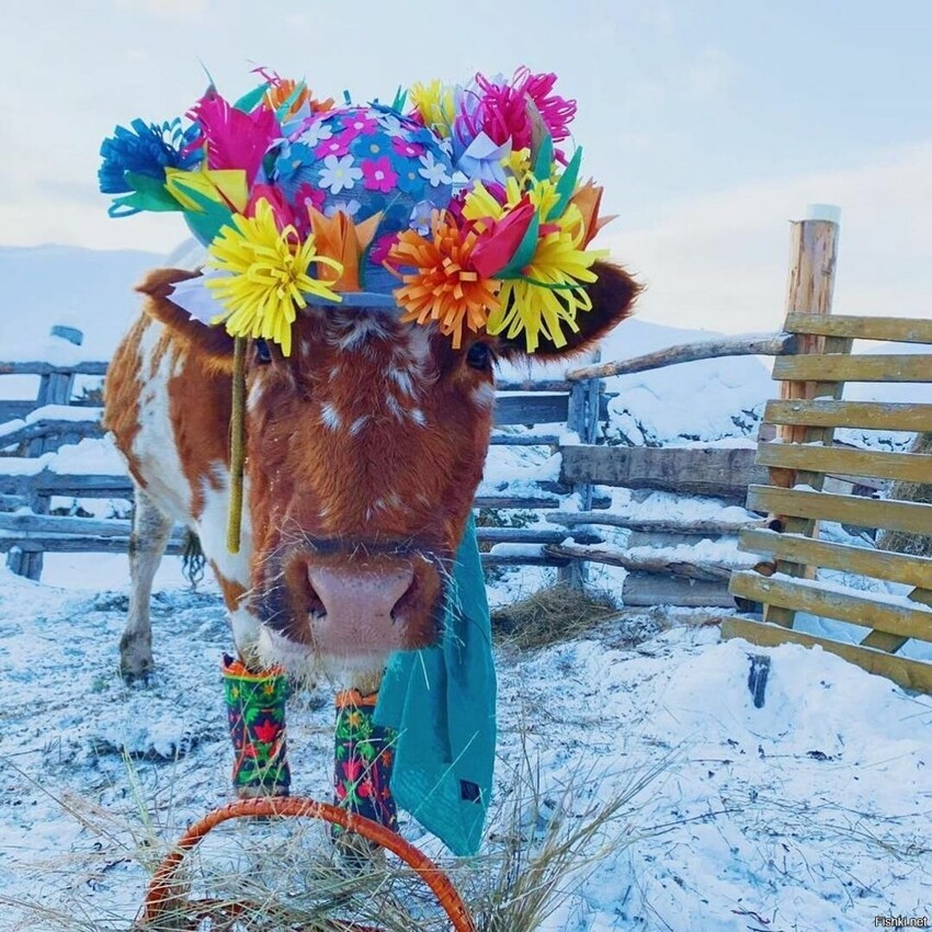 Знаете, что в Якутии недавно прошел конкурс красоты среди коров