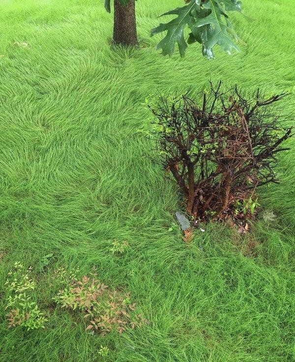 Трава после дождя выглядит словно созданной кистью Ван Гога