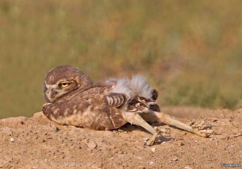 Как спят совы