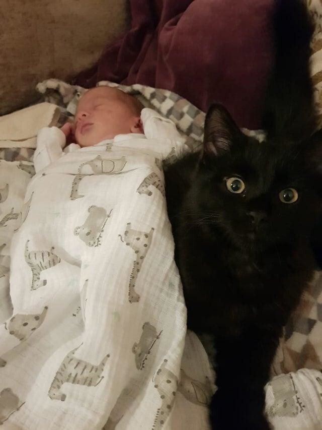 Наш котёнок выбрал малыша своим любимым человеком