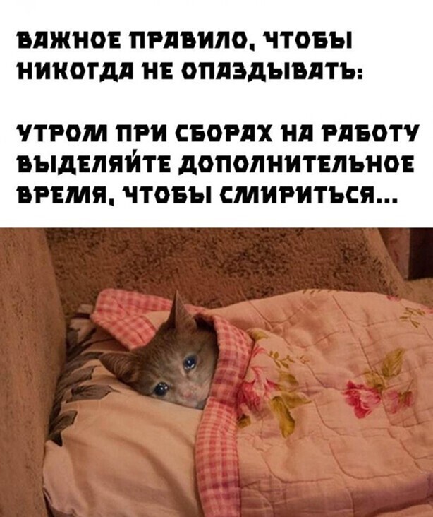 Прикольные и смешные картинки