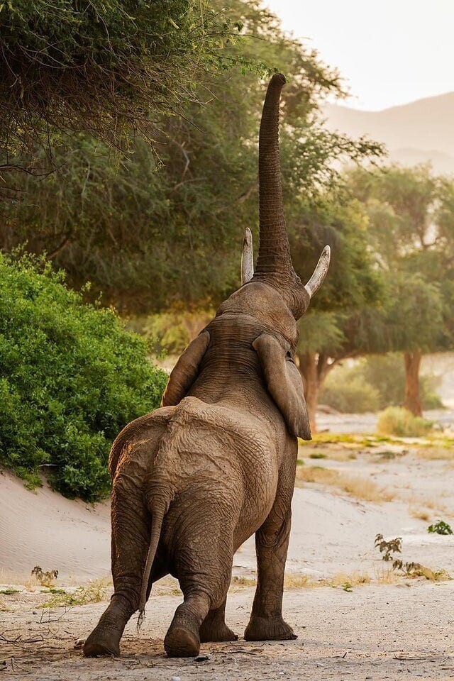 8 слоников. Животные потягиваются. Слоненок потягивается фото. Elephant reaching. Go.008 Slon.