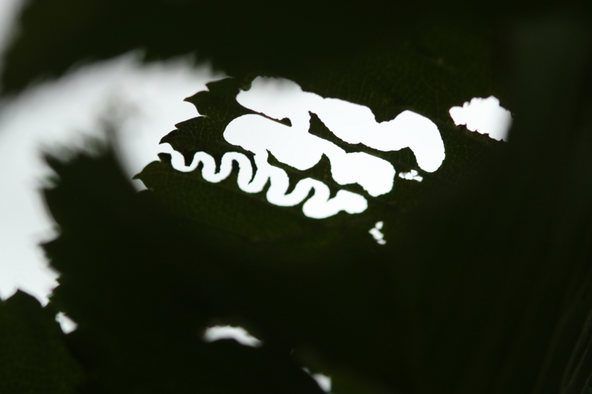 Пилильщик зигзаг: Странные узоры на листьях. Насекомые, у которых нет мужчин, медленно захватывают мир