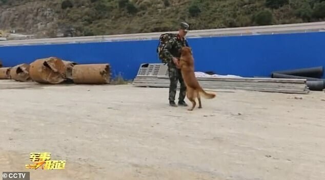 Видео: армейская собака не отпускает своего наставника, у которого закончился срок службы