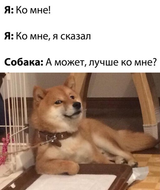 Прикольные и смешные картинки