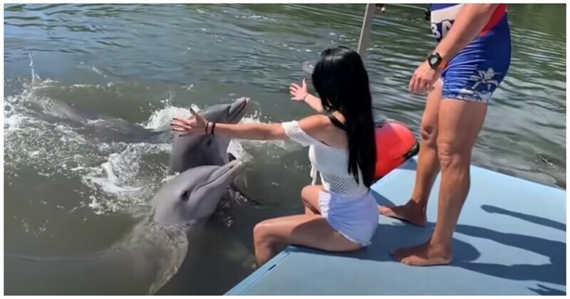 Доигралась: озабоченный дельфин напал на туристку
