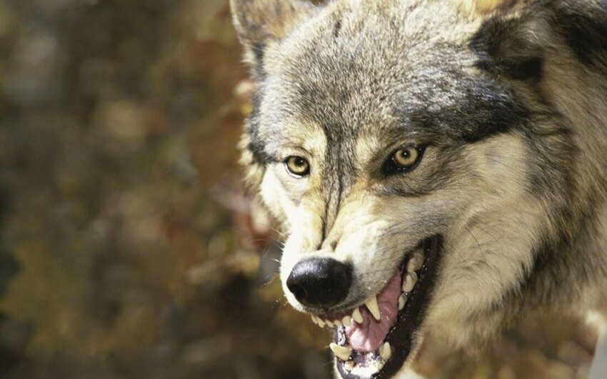 На Урале стаи волков без боязни устраивают рейды по улицам посёлков