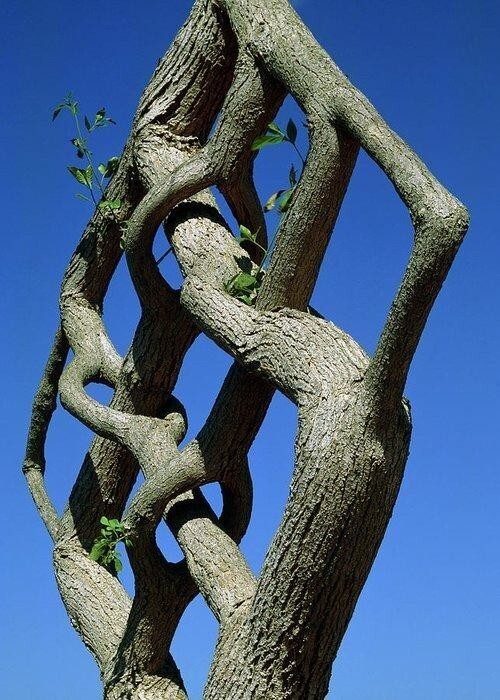 Формирование дерева (также известное под несколькими другими альтернативными названиями ) использует живые деревья и другие древесные растения в качестве среды для создания структур и искусств