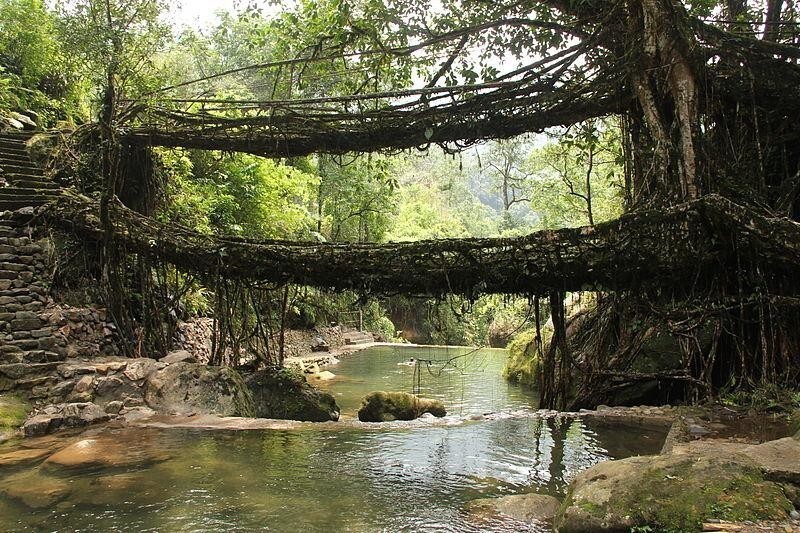 Формирование деревьев практикуется по крайней мере несколько сотен лет, о чем свидетельствуют живые корневые мосты, построенные и поддерживаемые народом кхаси в Индии