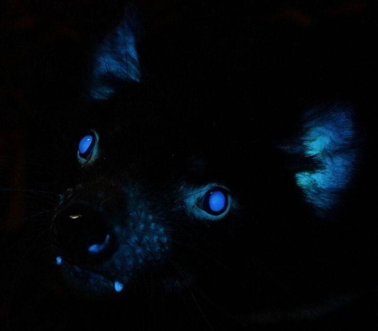 Совсем недавно в зоопарке Толедо был задокументирован первый в истории случай биофлуоресценции у тасманских дьяволов