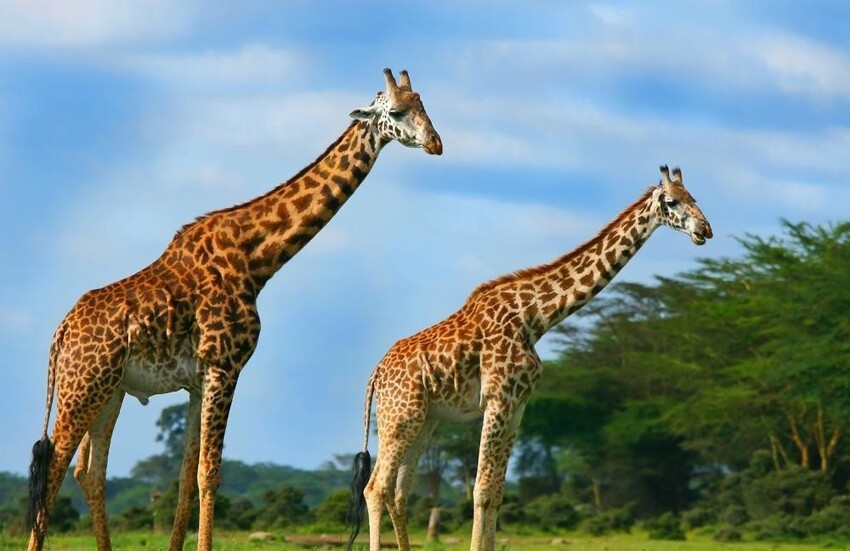 Во время сафари здоровенный жираф пустился в погоню за джипом с туристами