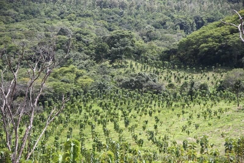 Коста-Рика — планетный лидер по восстановлению лесов