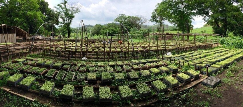 Коста-Рика — планетный лидер по восстановлению лесов